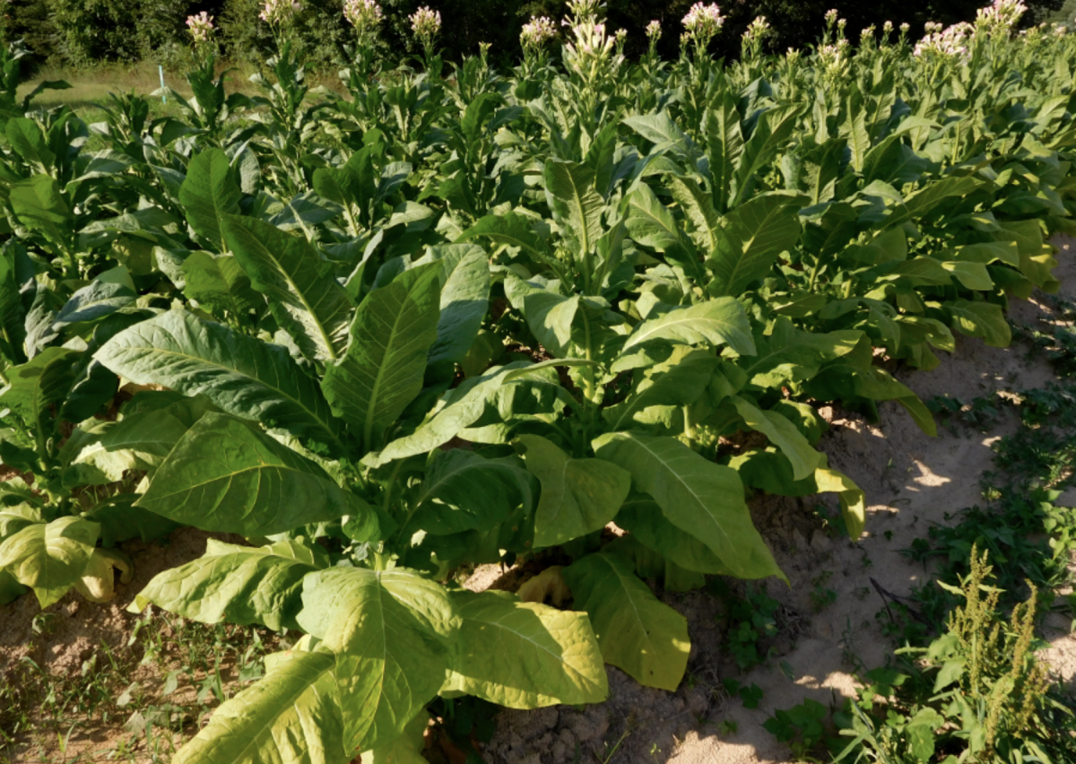 Самокруточный табак