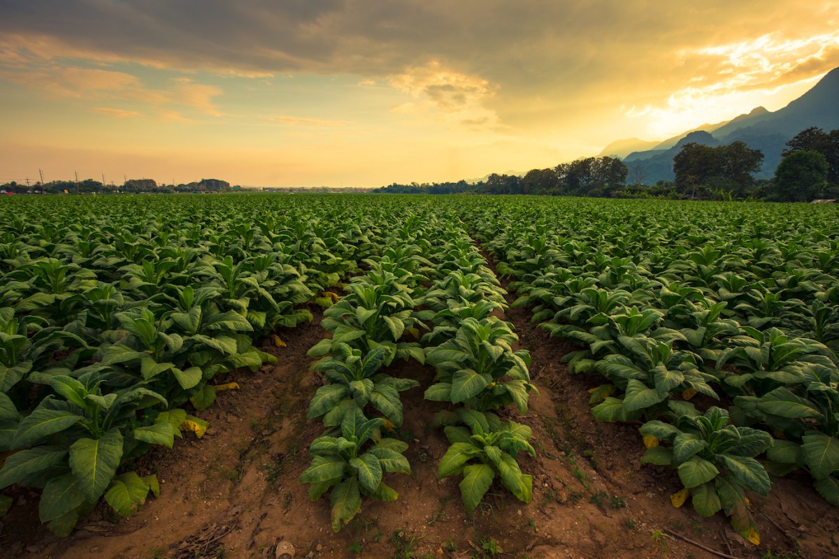 Сушеные табачные листья