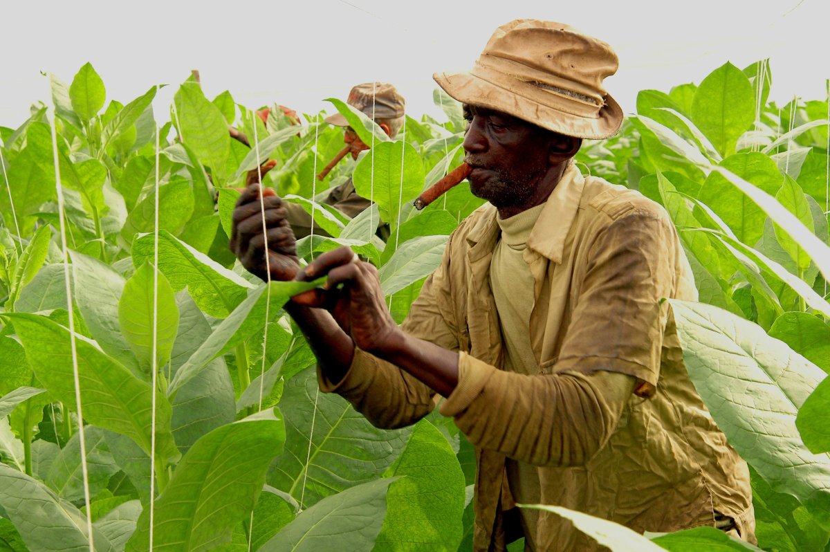 Табак Вирджиния Голд
