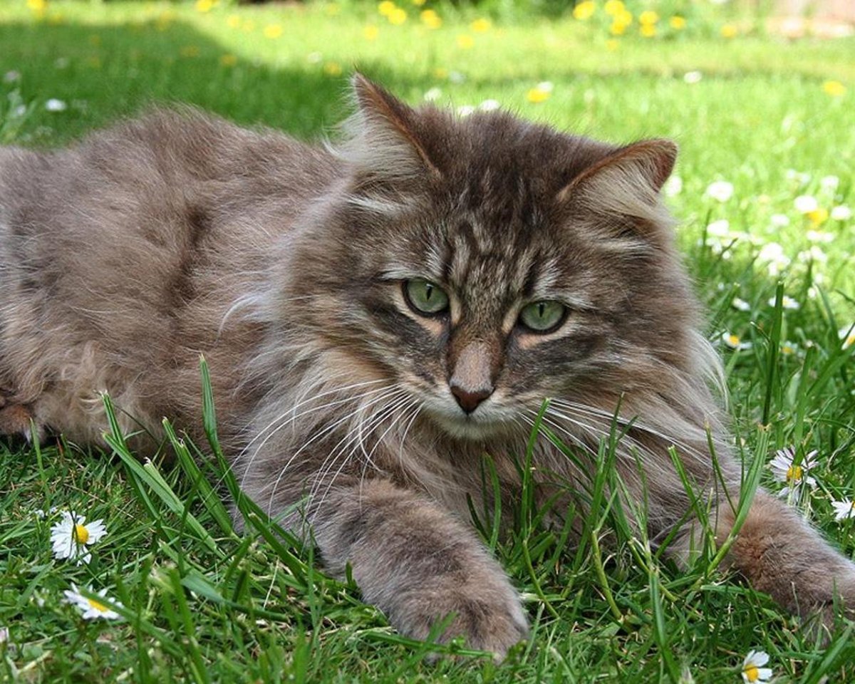 Сибирская полудлинношерстная кошка