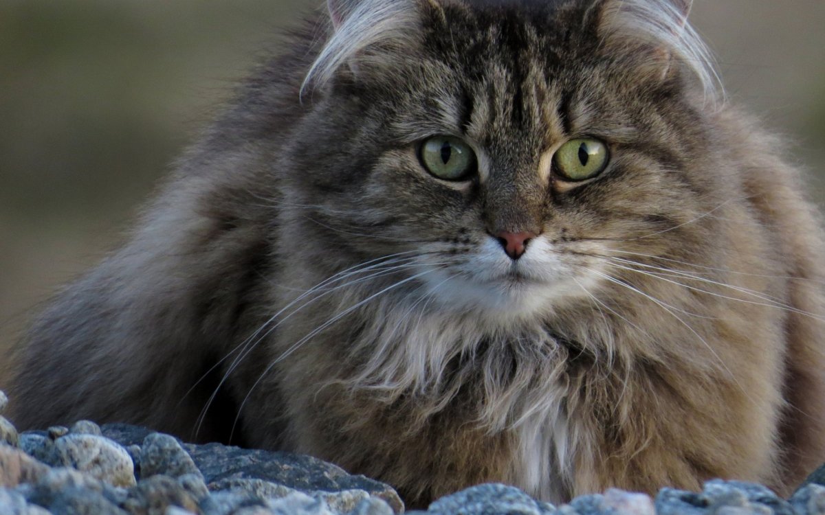 Сибирская кошка