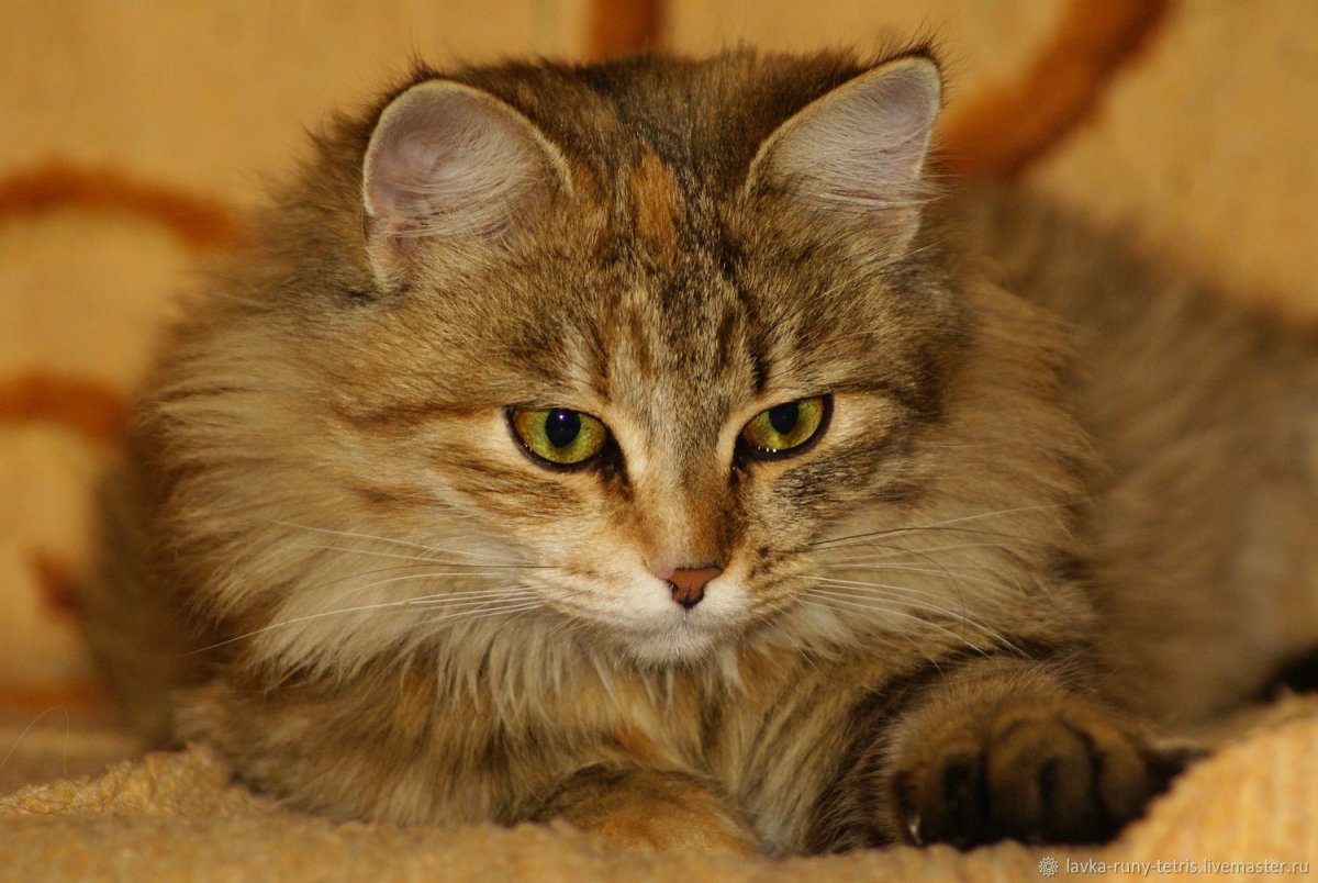 Норвежский Лесной кот