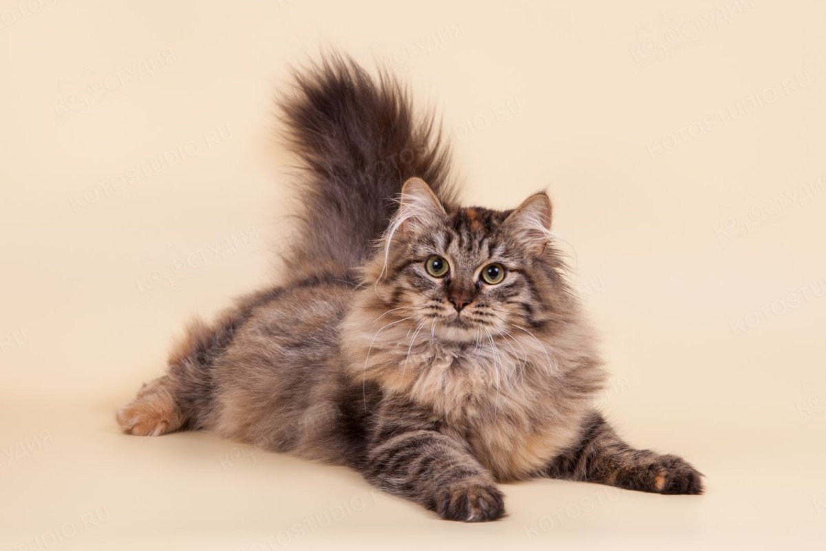 Сибирская длинношерстная кошка