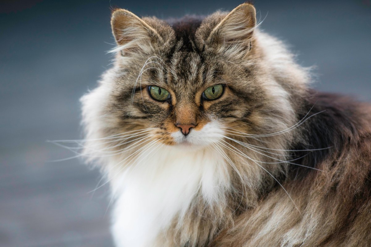 Порода кошек Сибирская агути