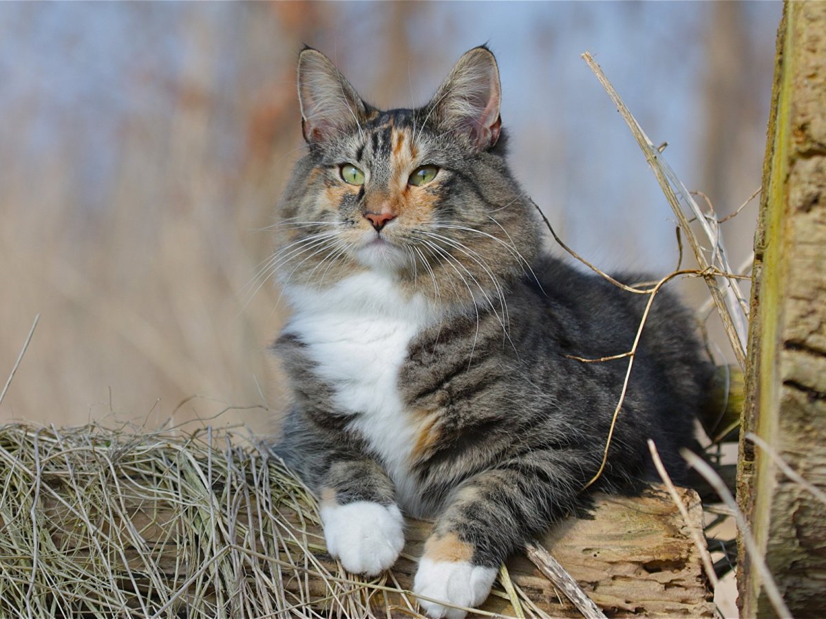 Сибирская кошка