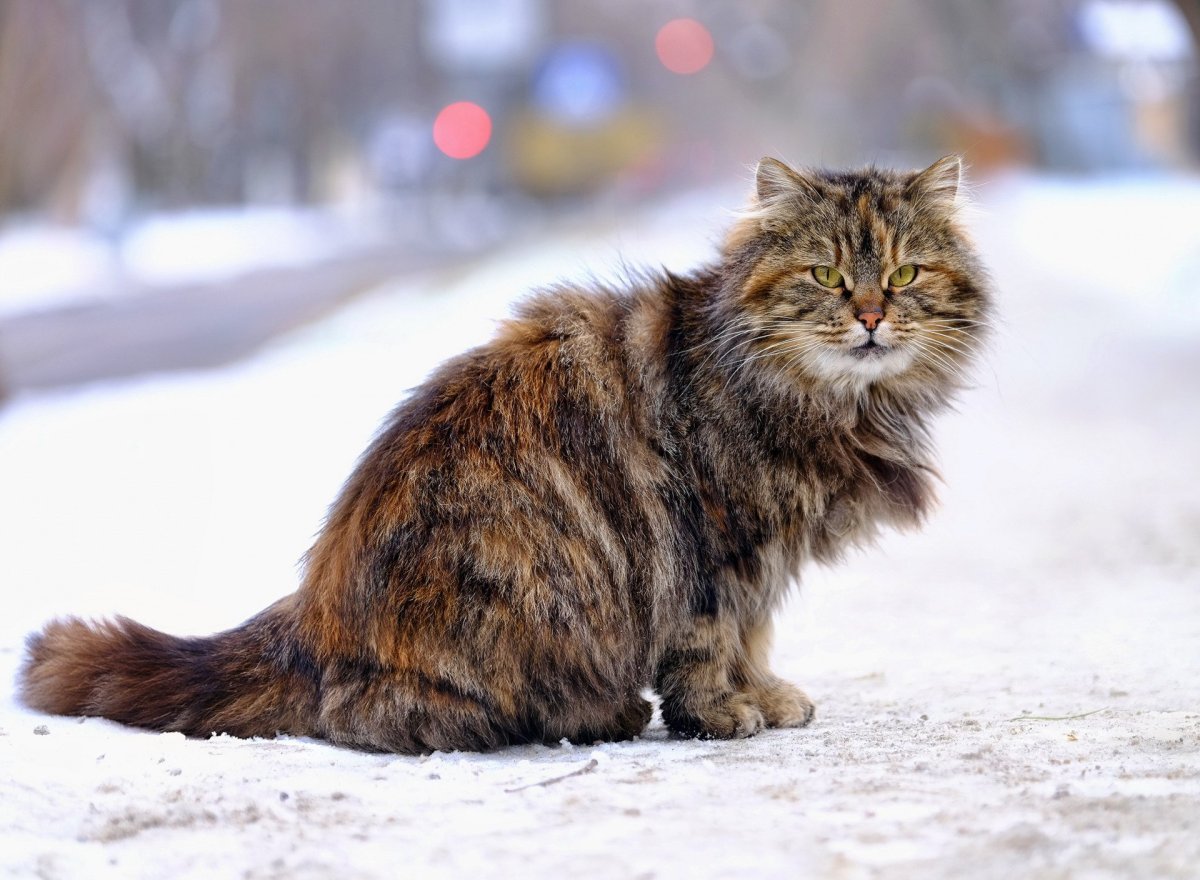 Сибирская кошка котята