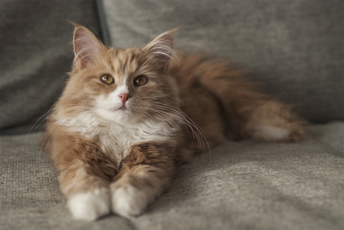 Норвежская Лесная кошка скоггкэт