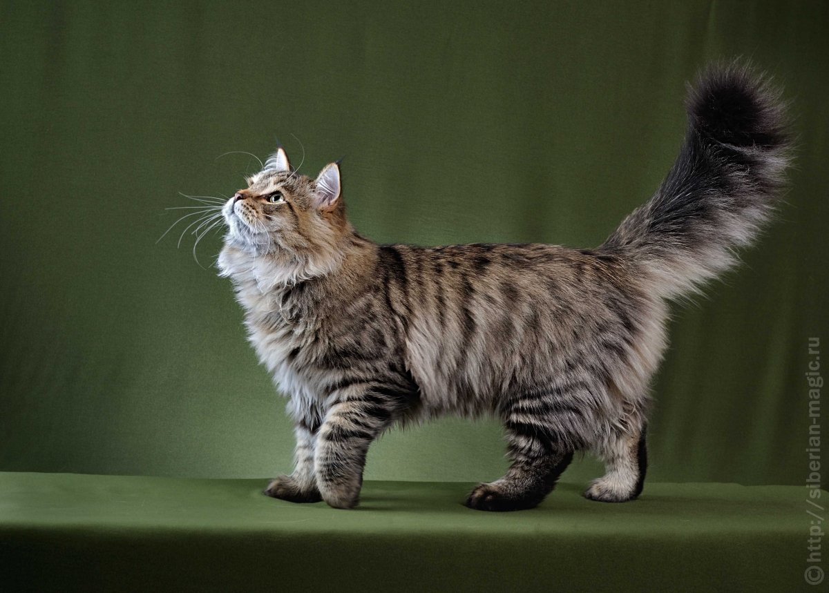 Норвежская длинношерстная Лесная кошка