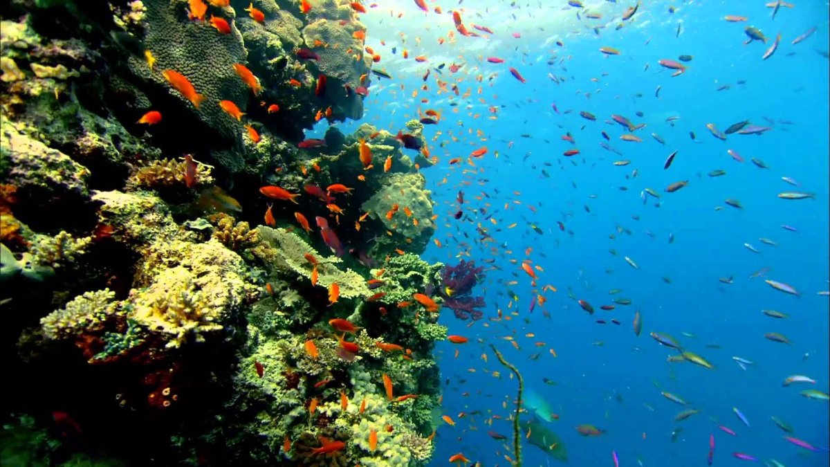 Карадагский морской аквариум