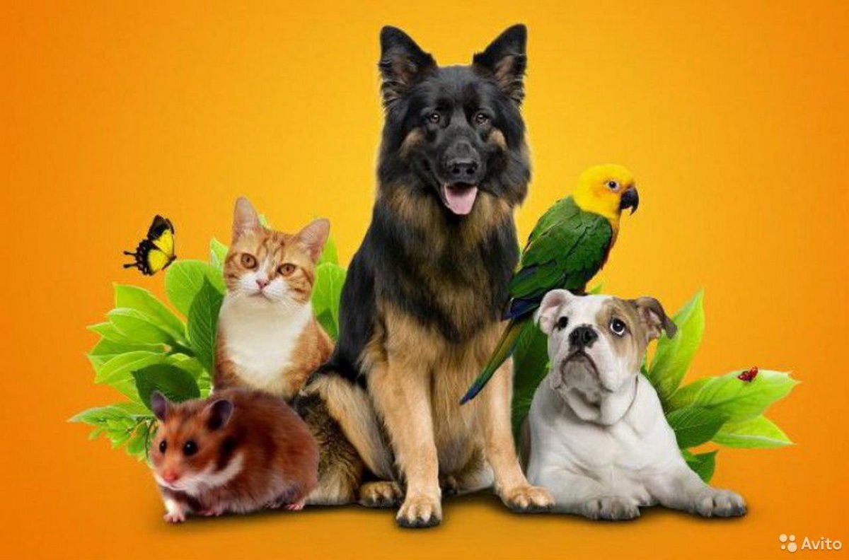 Интерьер магазина для животных