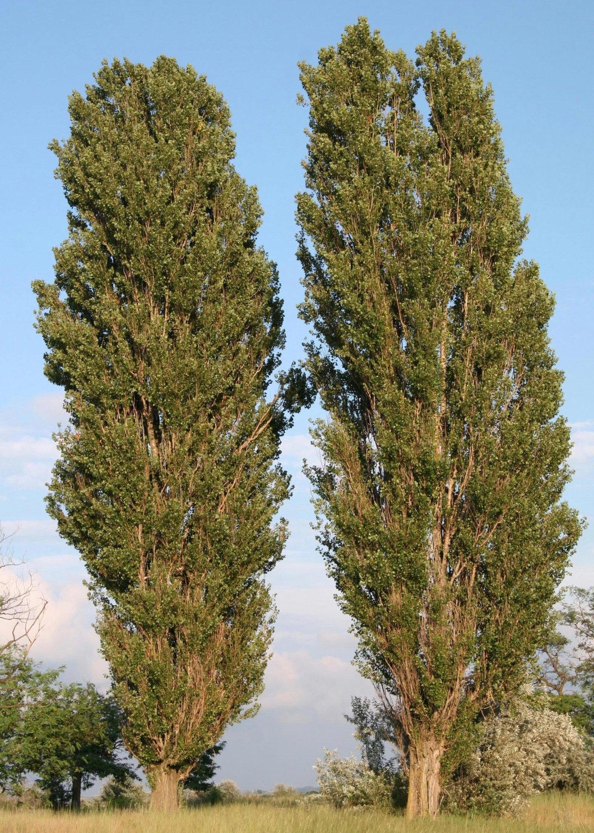 Тополь пирамидальный Populus pyramidalis