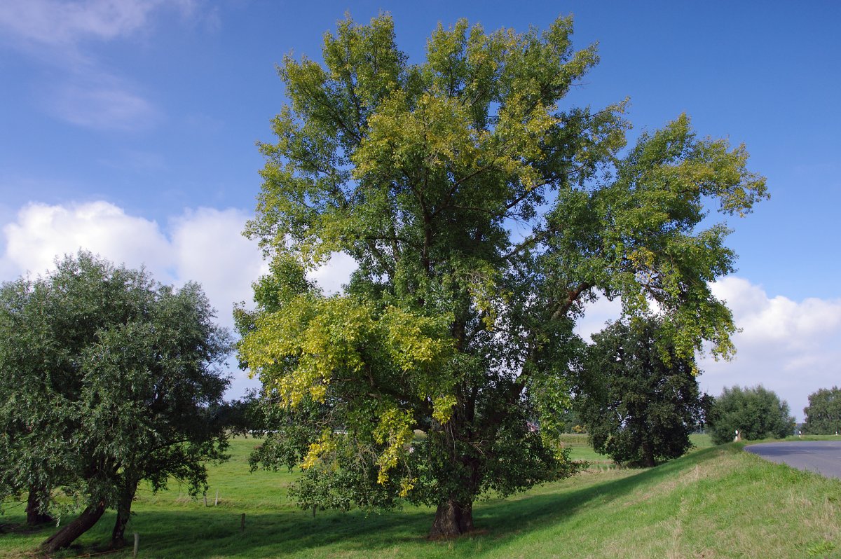 Тополь черный (Populus nigra)