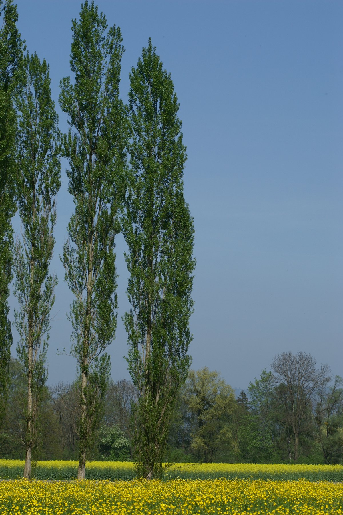 Тополь черный (Populus nigra)