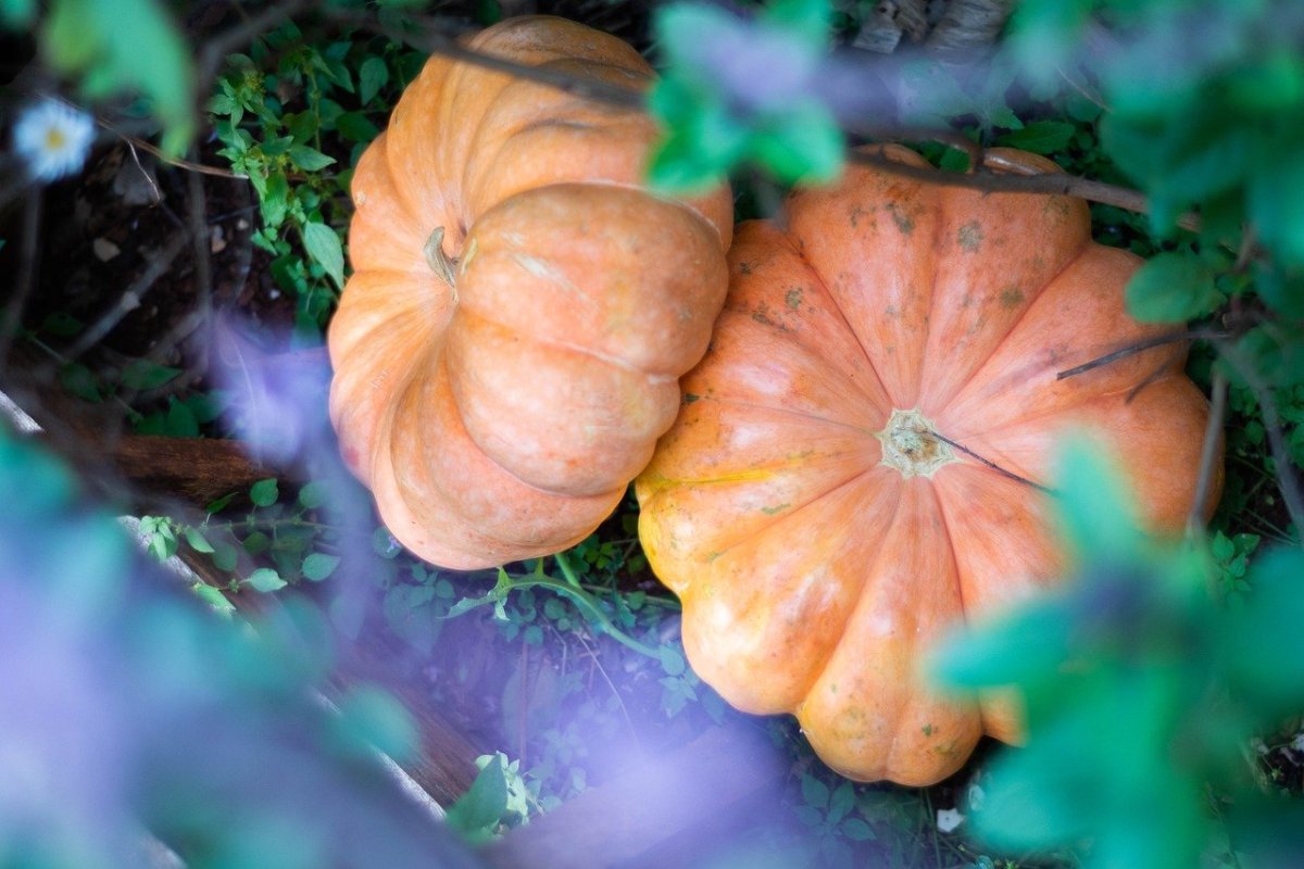 Листья тыквы фото