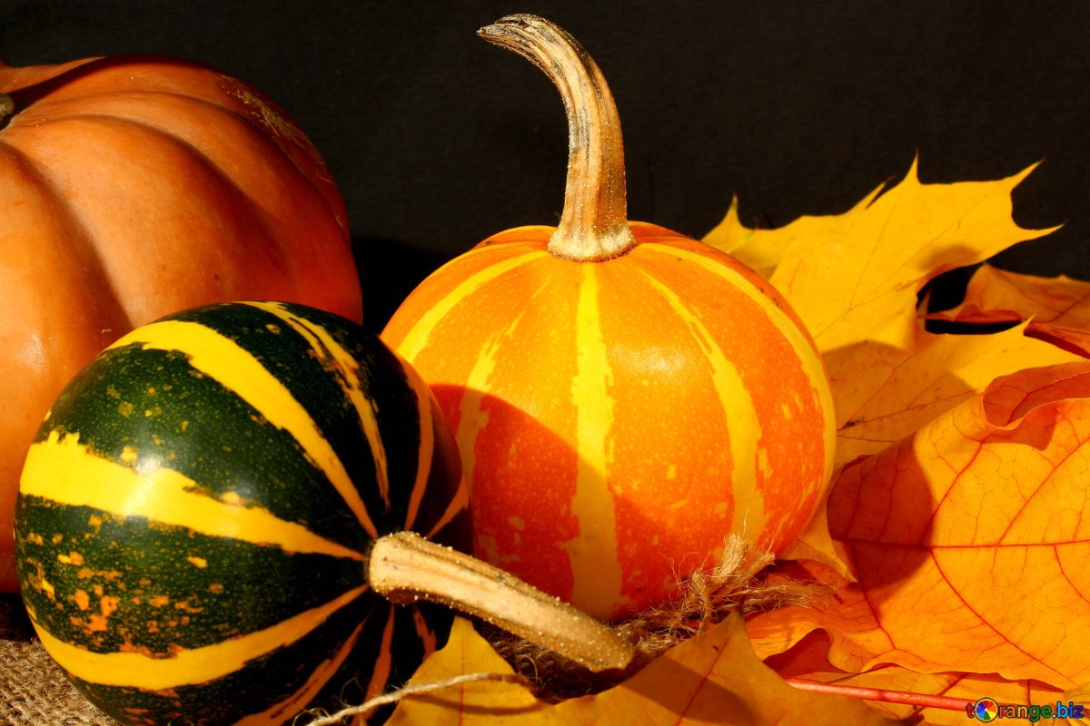Красивые живописные тыквы
