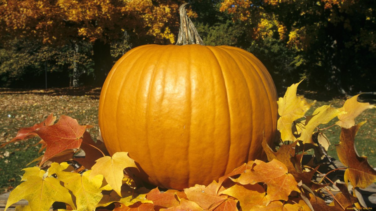 Тыква большая красивая