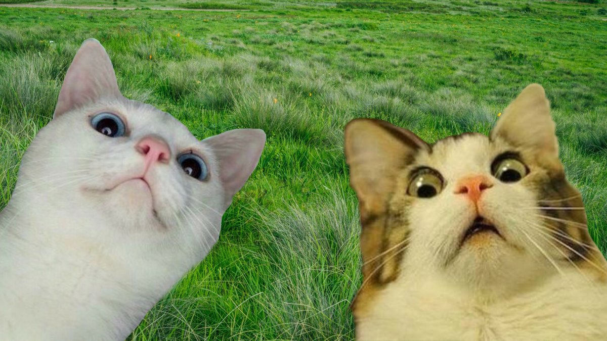 Угарные фоны для зум