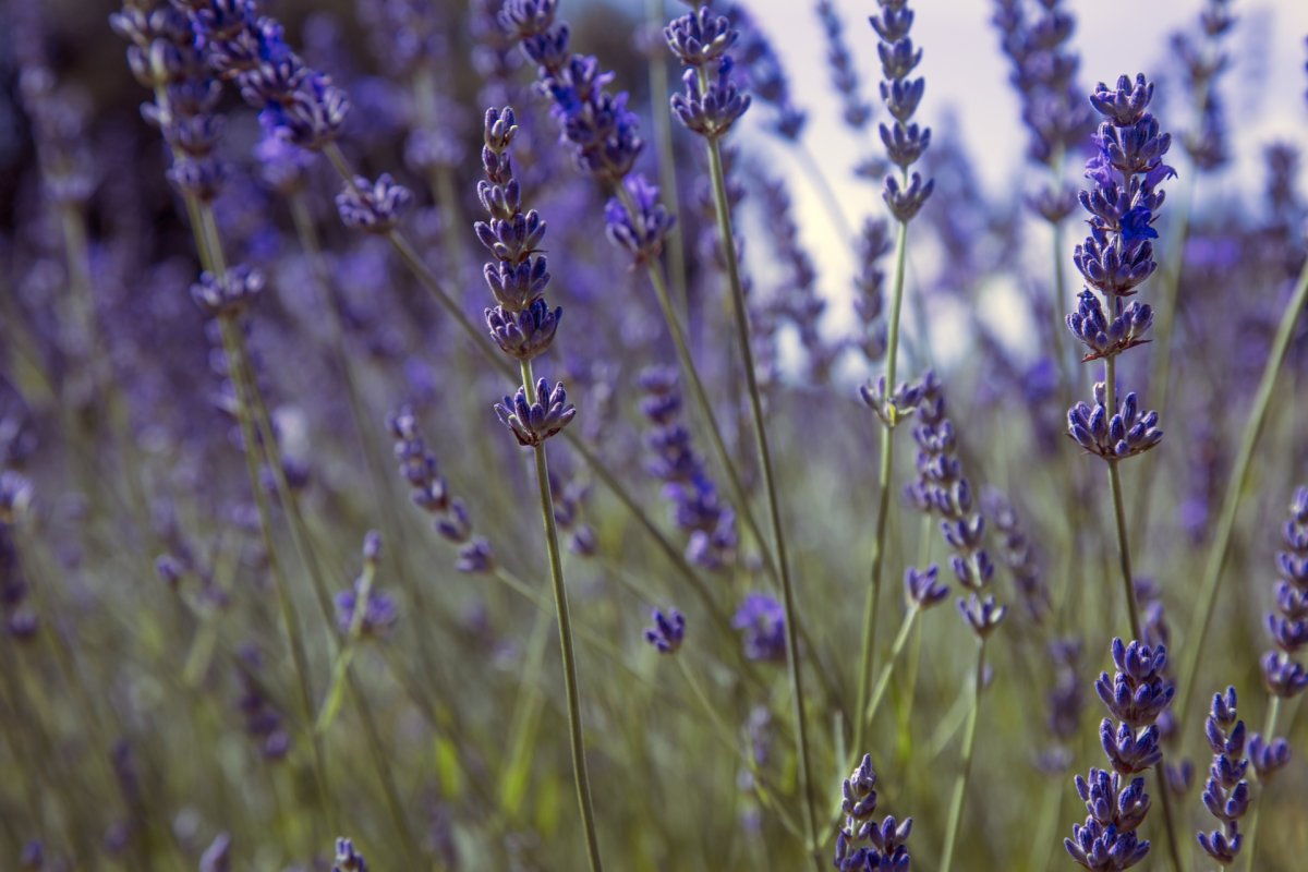 Лаванда Ричард грей