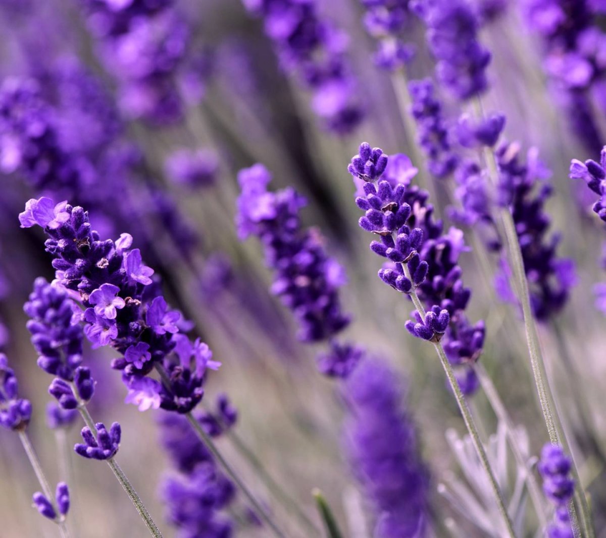 Лаванда Hidcote Blue