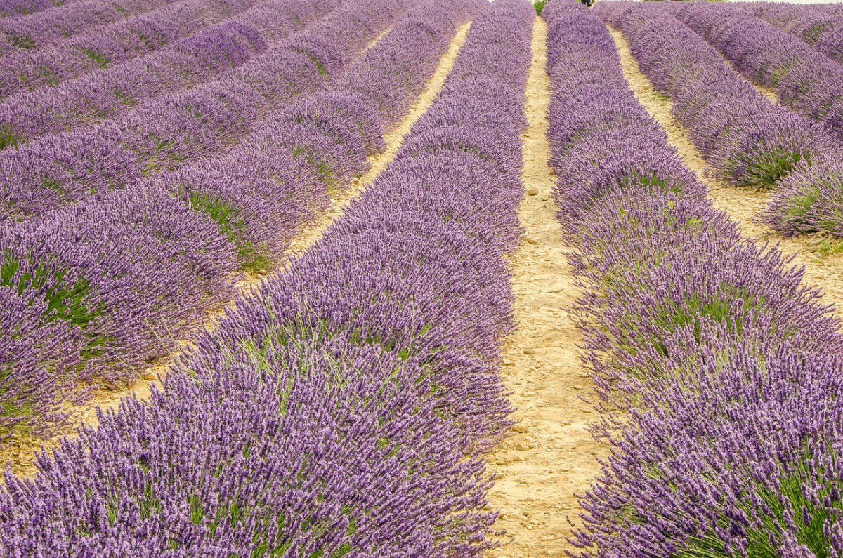 Лаванда Вознесенская