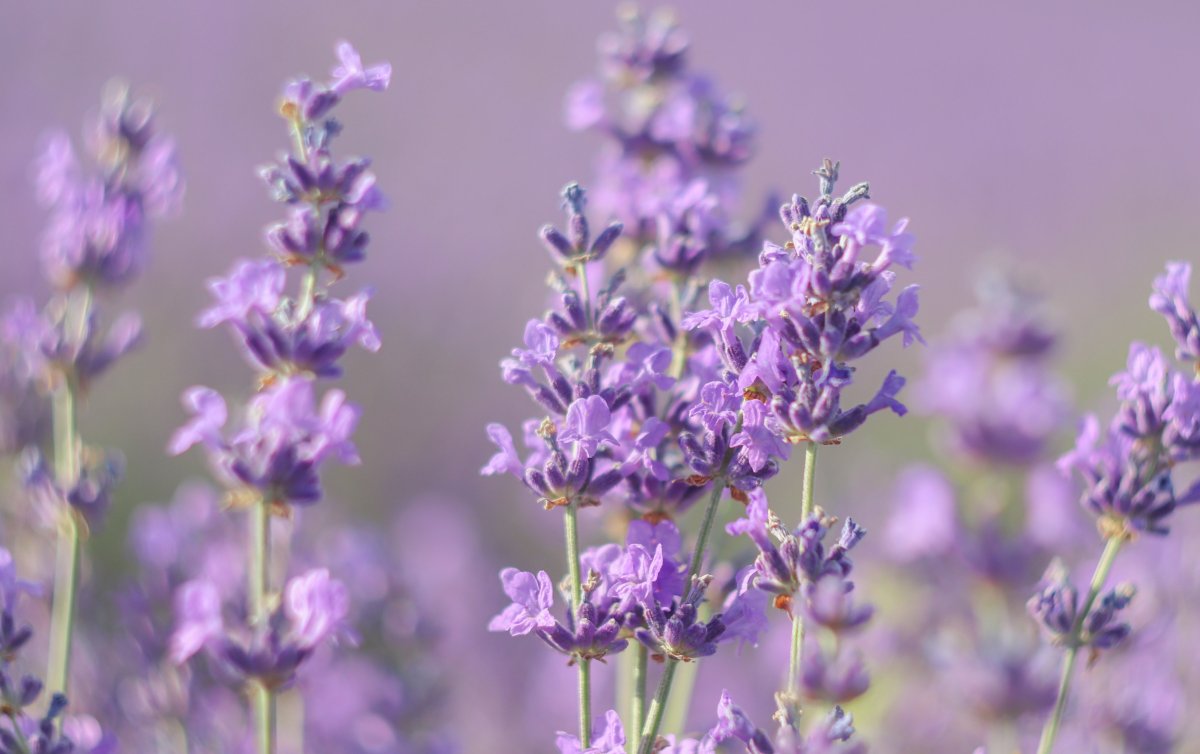 Лаванда крупнолистная