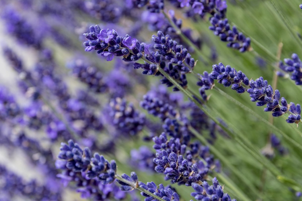 Лаванда макро