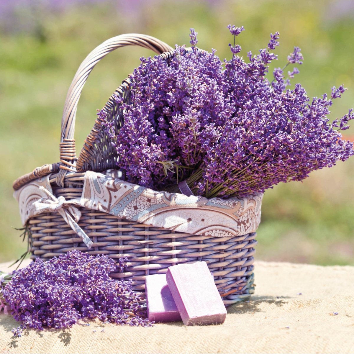 Лаванда Lavender aesthetic