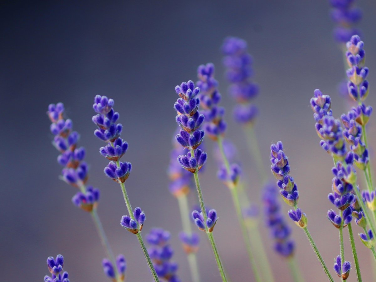 Лаванда цветы на столе