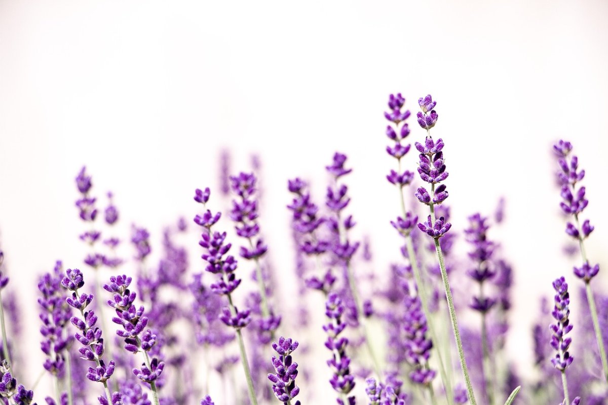 Полевые цветы в корзинке