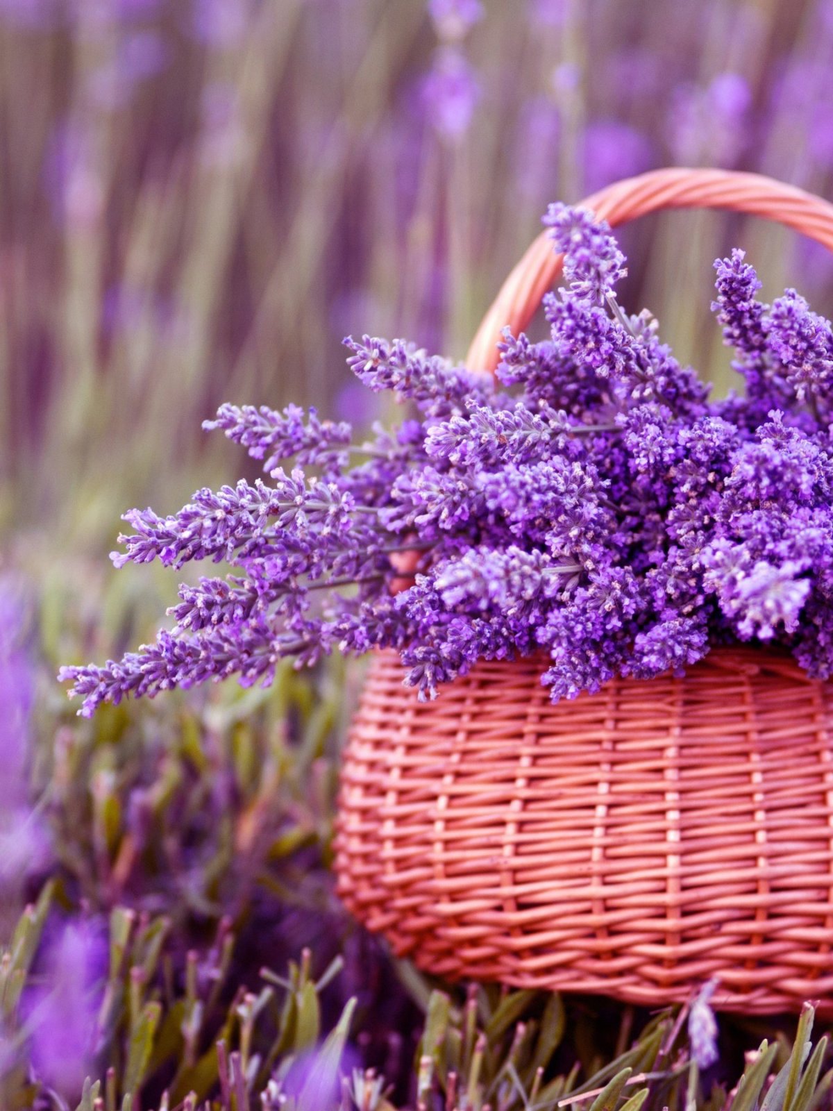 Лаванда цветок