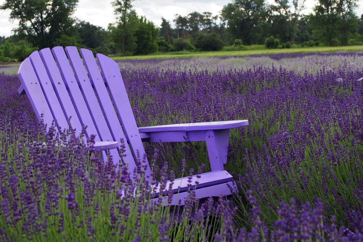 Лаванда картинки больших размеров