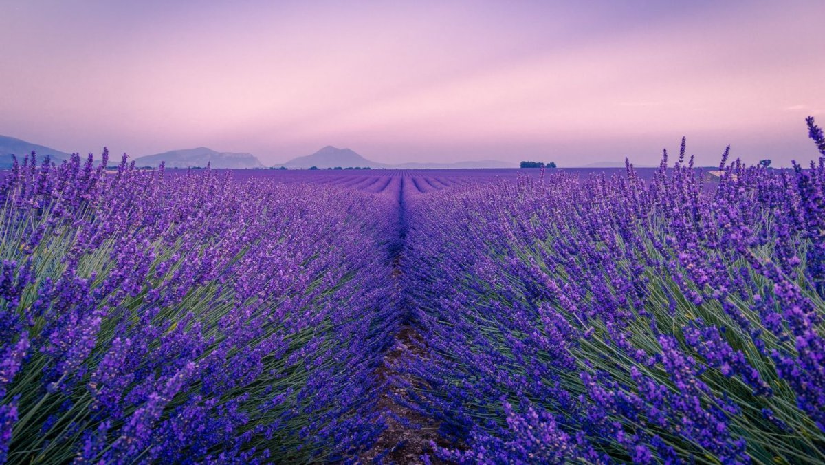 Обои на рабочий стол Лавандовое поле