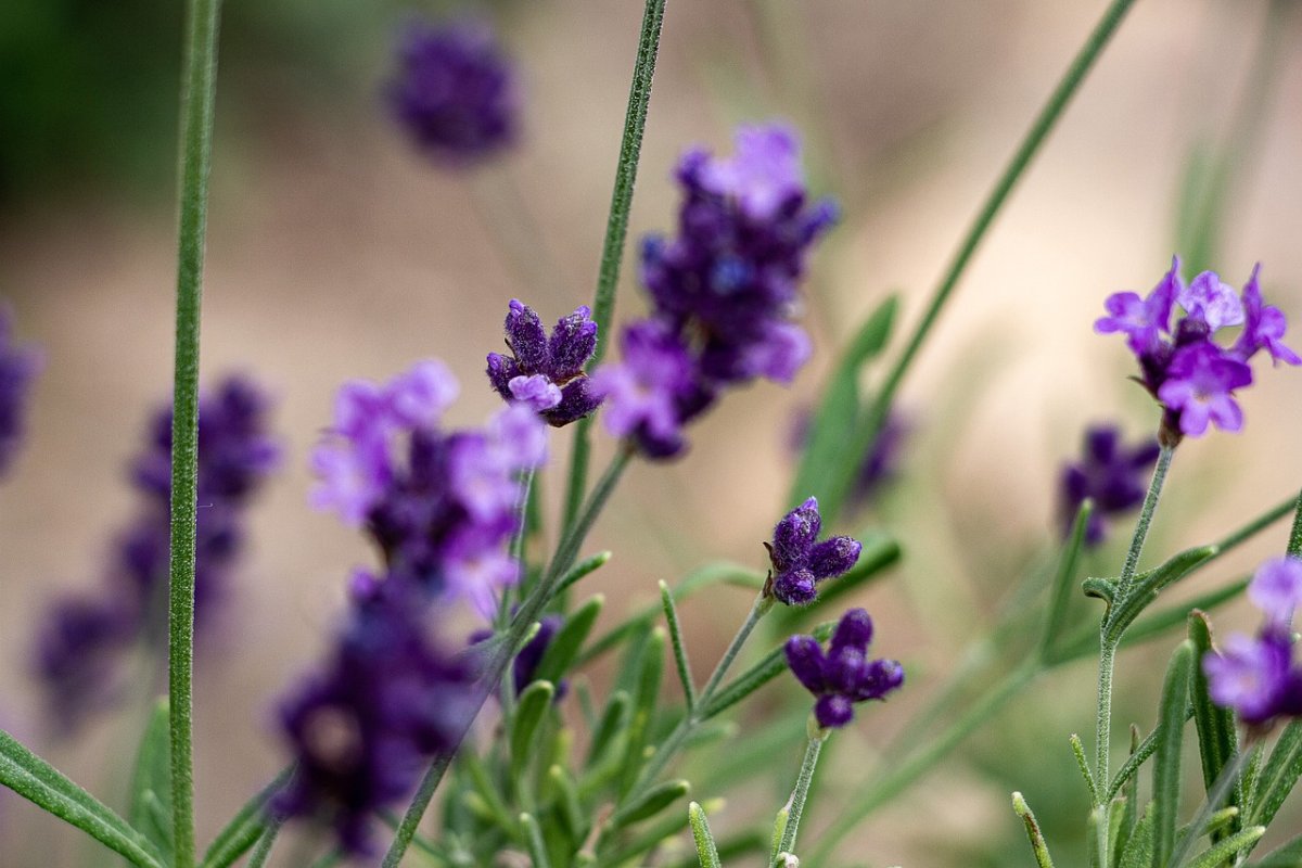 Лаванда Стэн