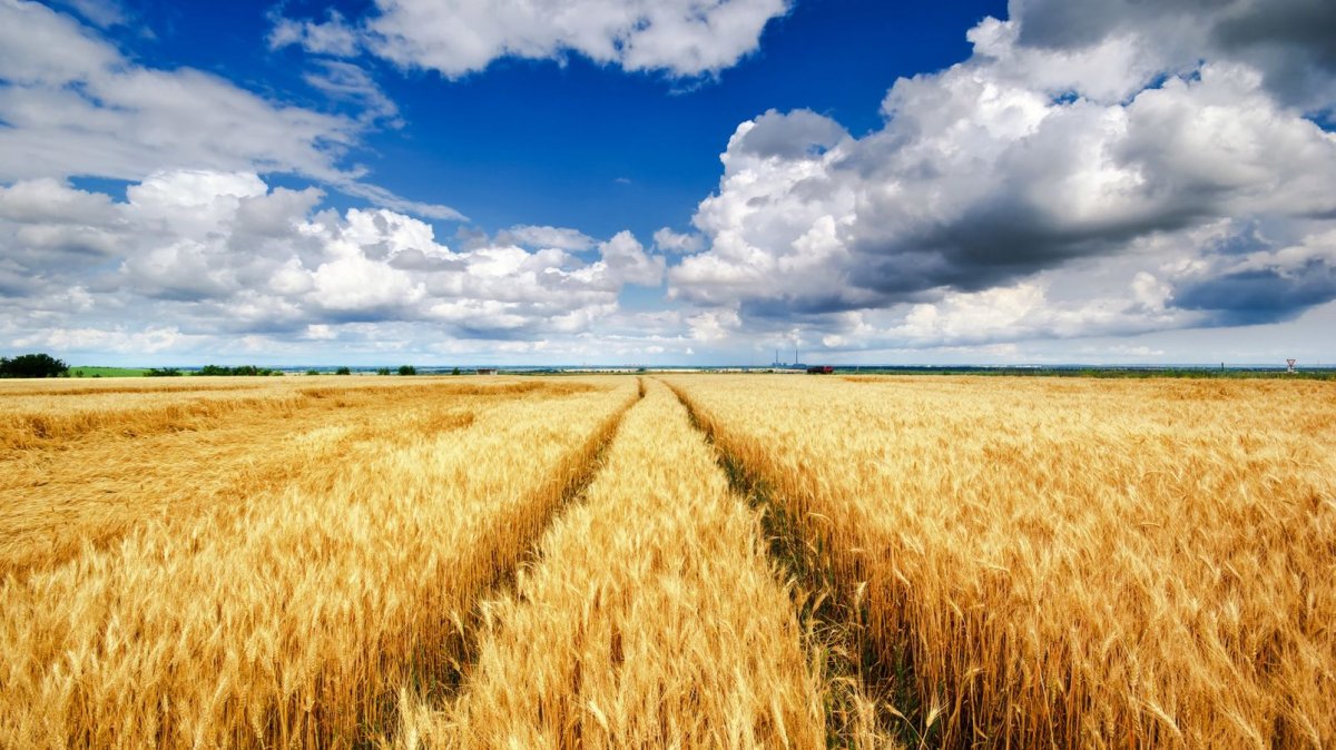 Картинки поля с пшеницей