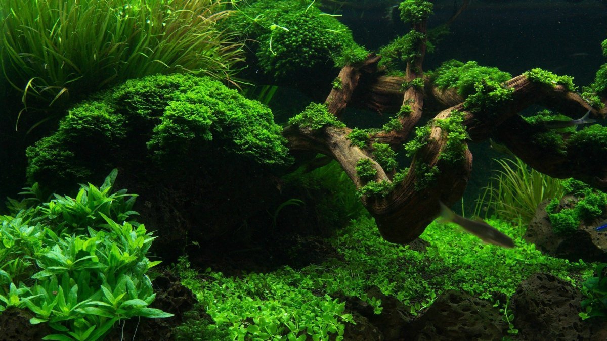 Фон для аквариума