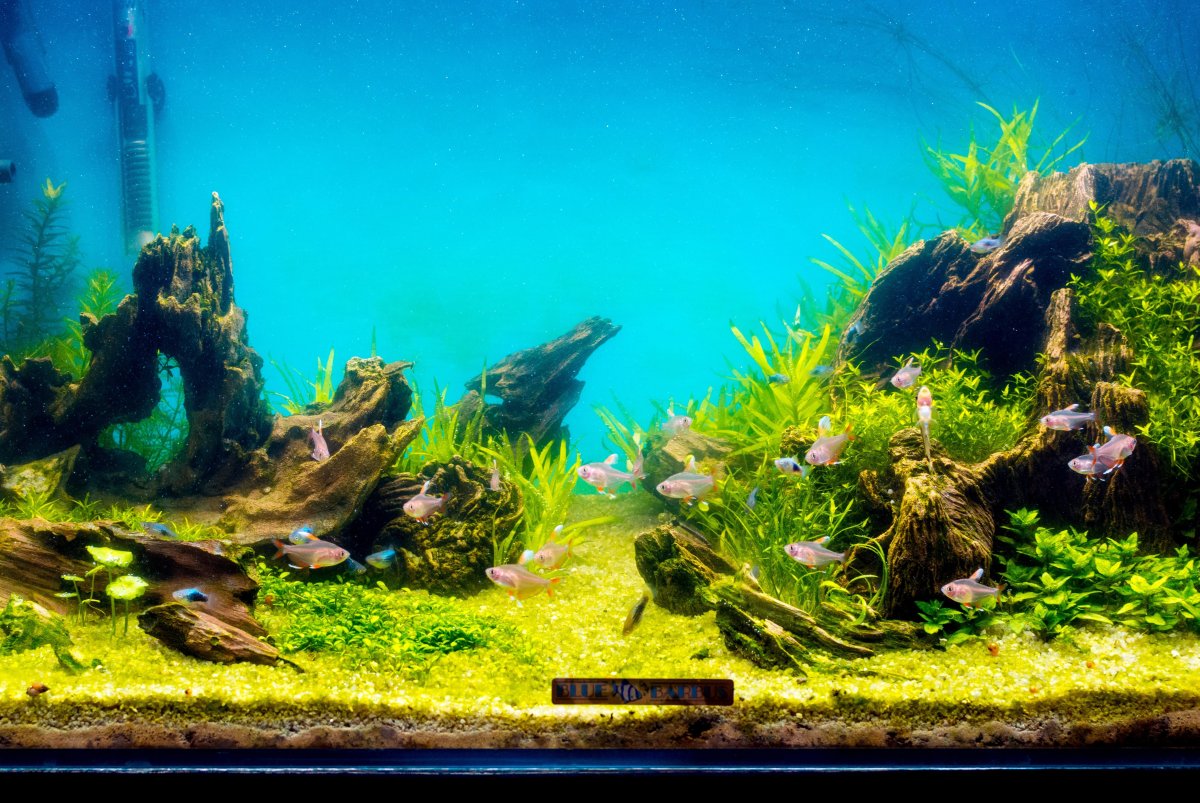 Акваскейп Атлантида