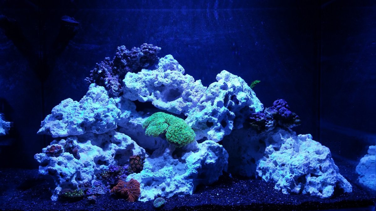 Подводный мир аквариума