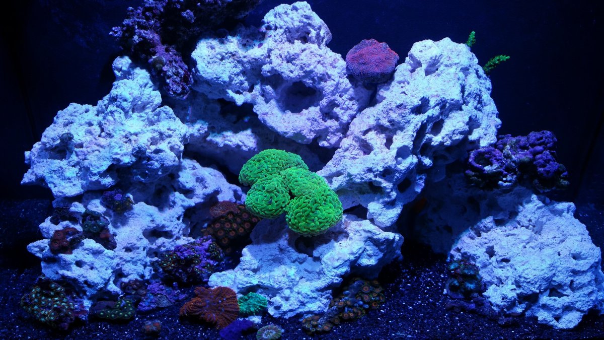 Объемный фон для аквариума