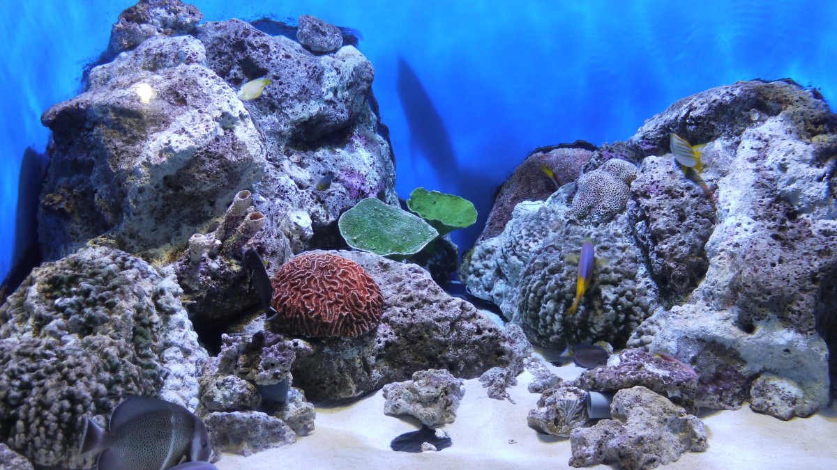 Акваскейп с рыбками