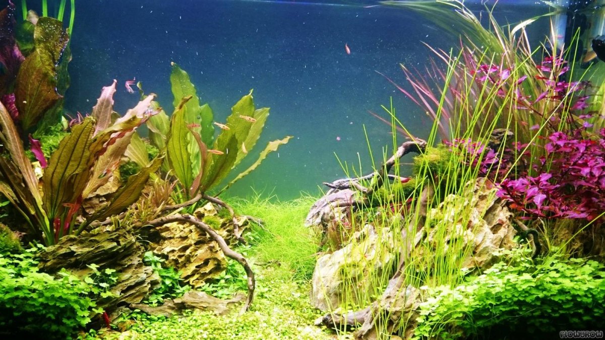 Аквариумный фон Барбус