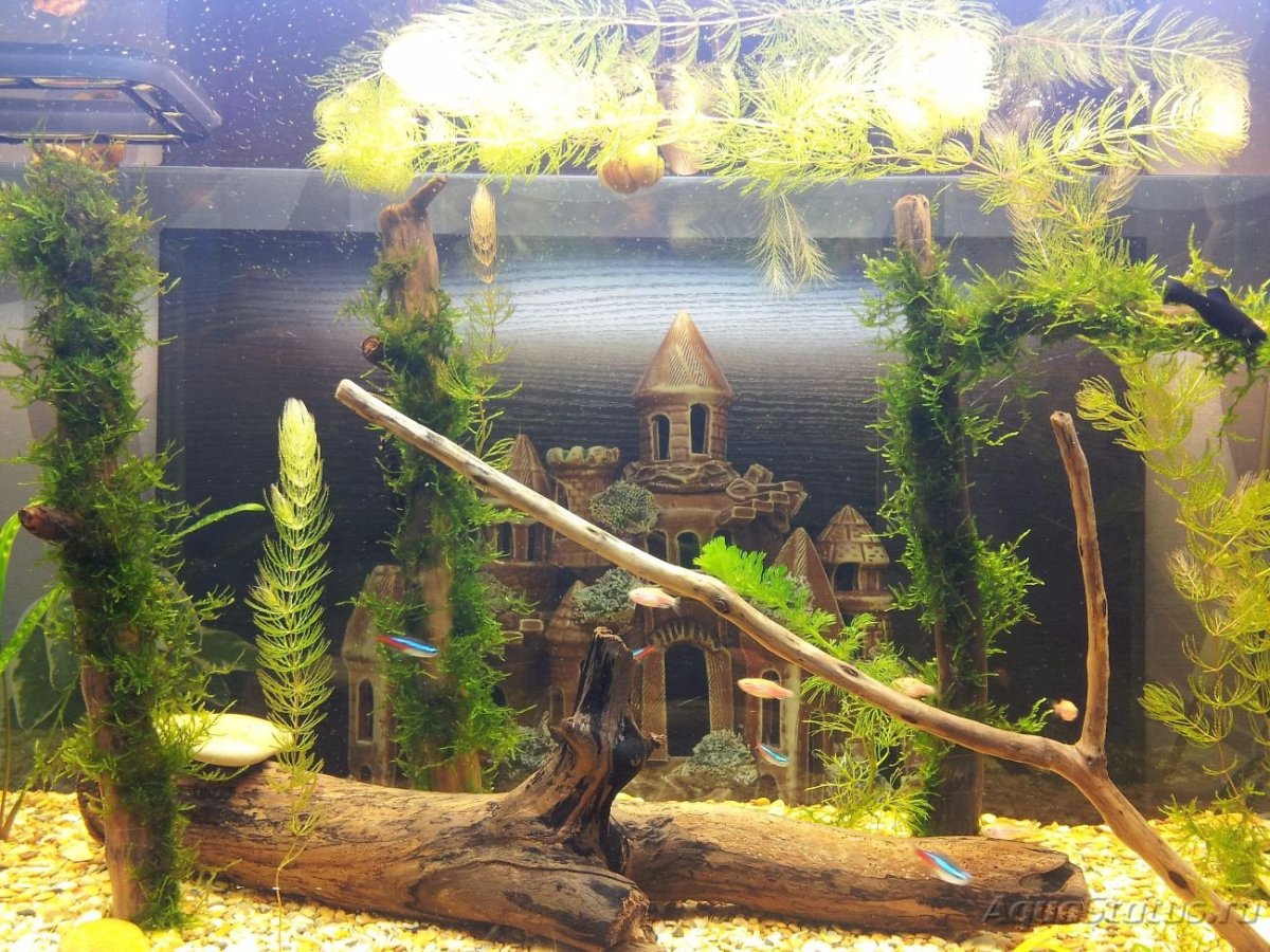 Скринсейвер аквариум