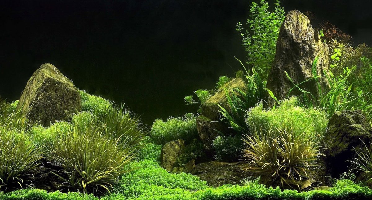 Дно аквариума