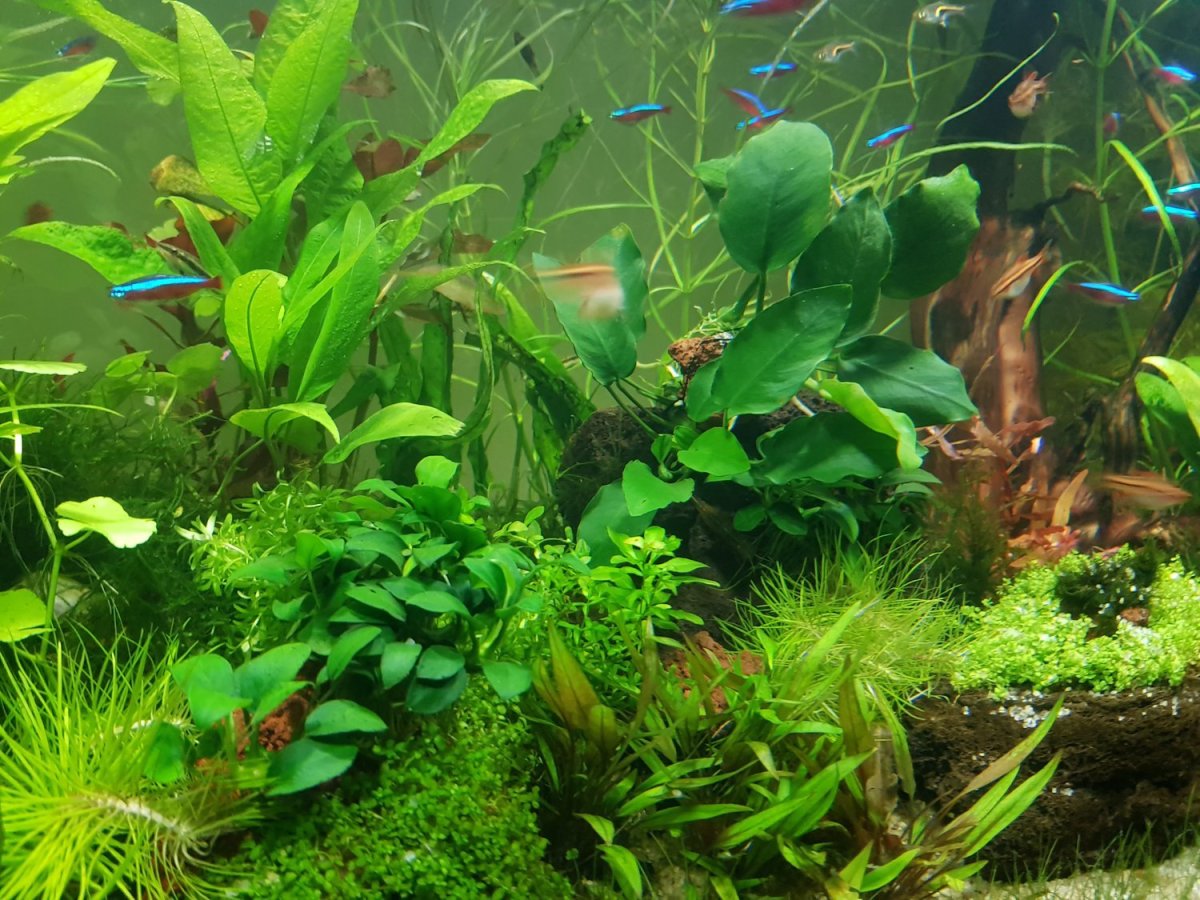 Аквариумный фон Барбус