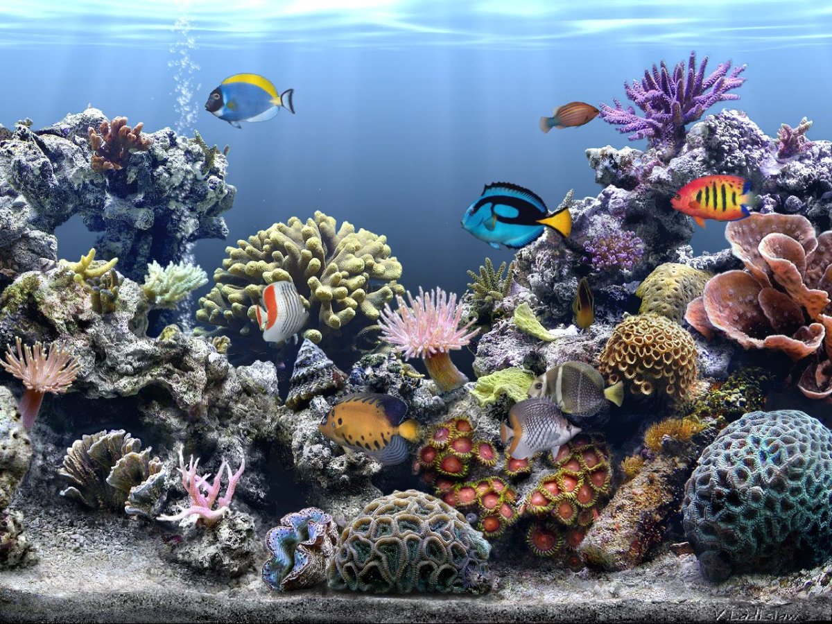 Аквариум с рыбками