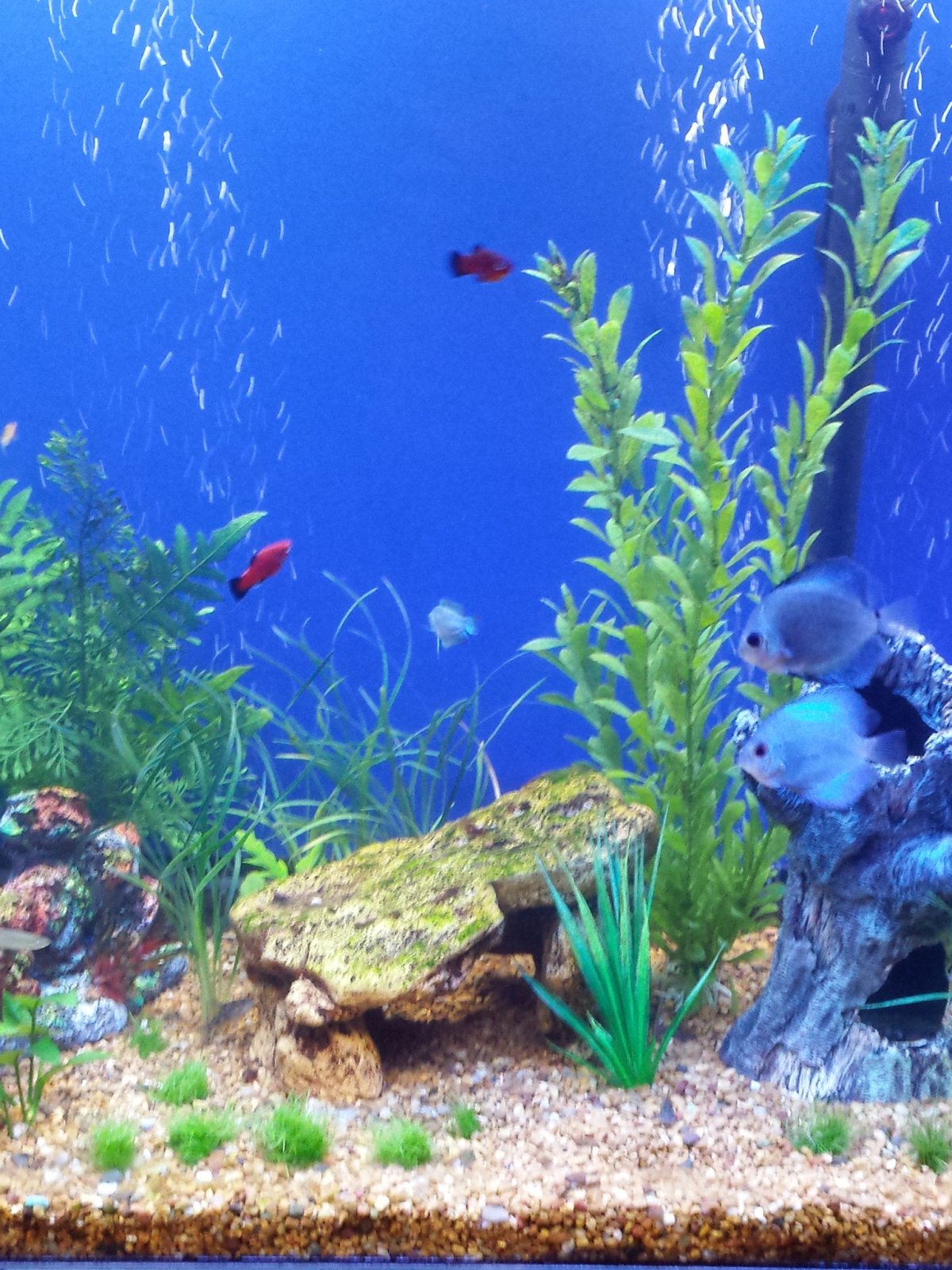 Скринсейвер аквариум