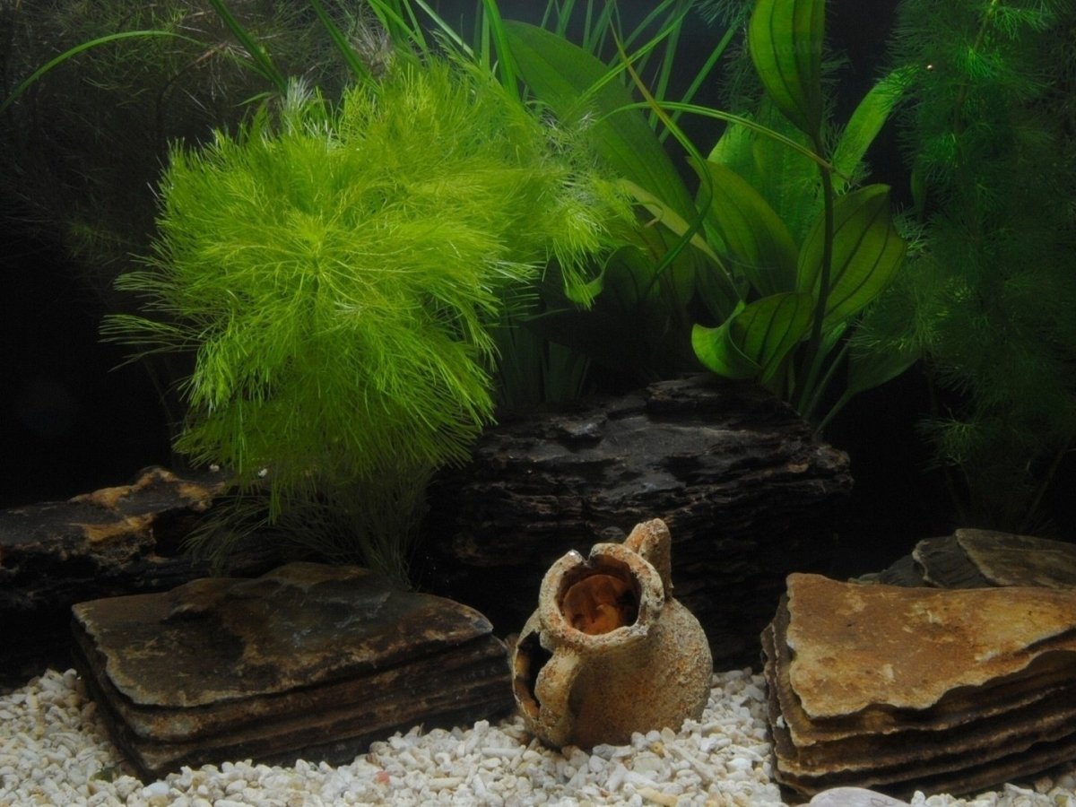 Задний фон для тетра