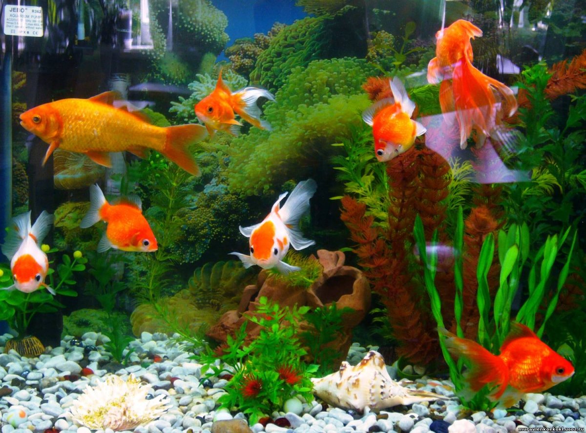 Морской аквариум