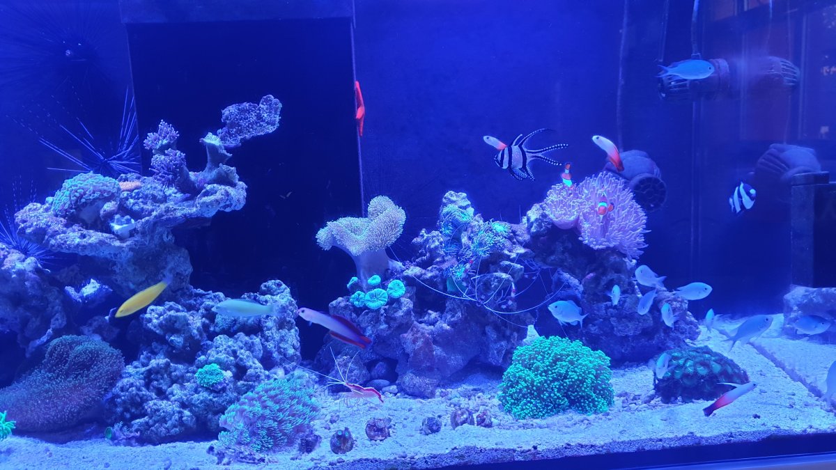 Живой аквариум