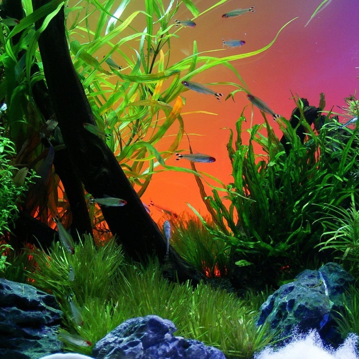 Подводный мир коралловый риф