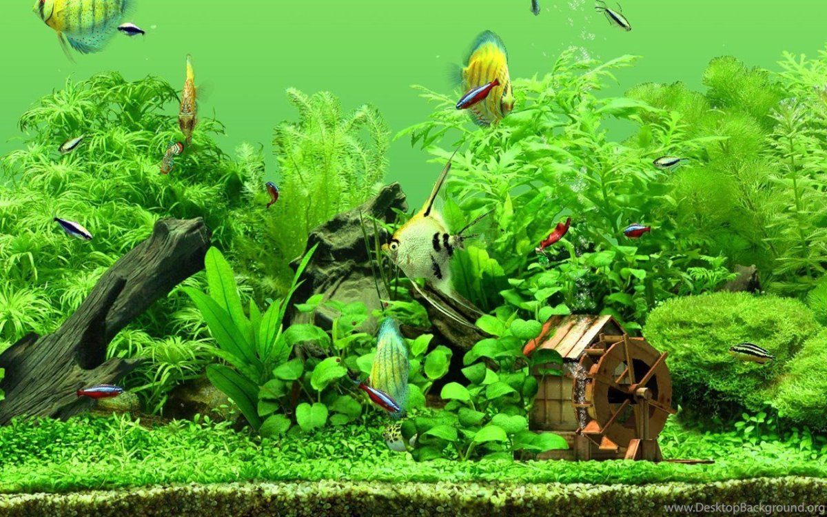 Аквариумный фон